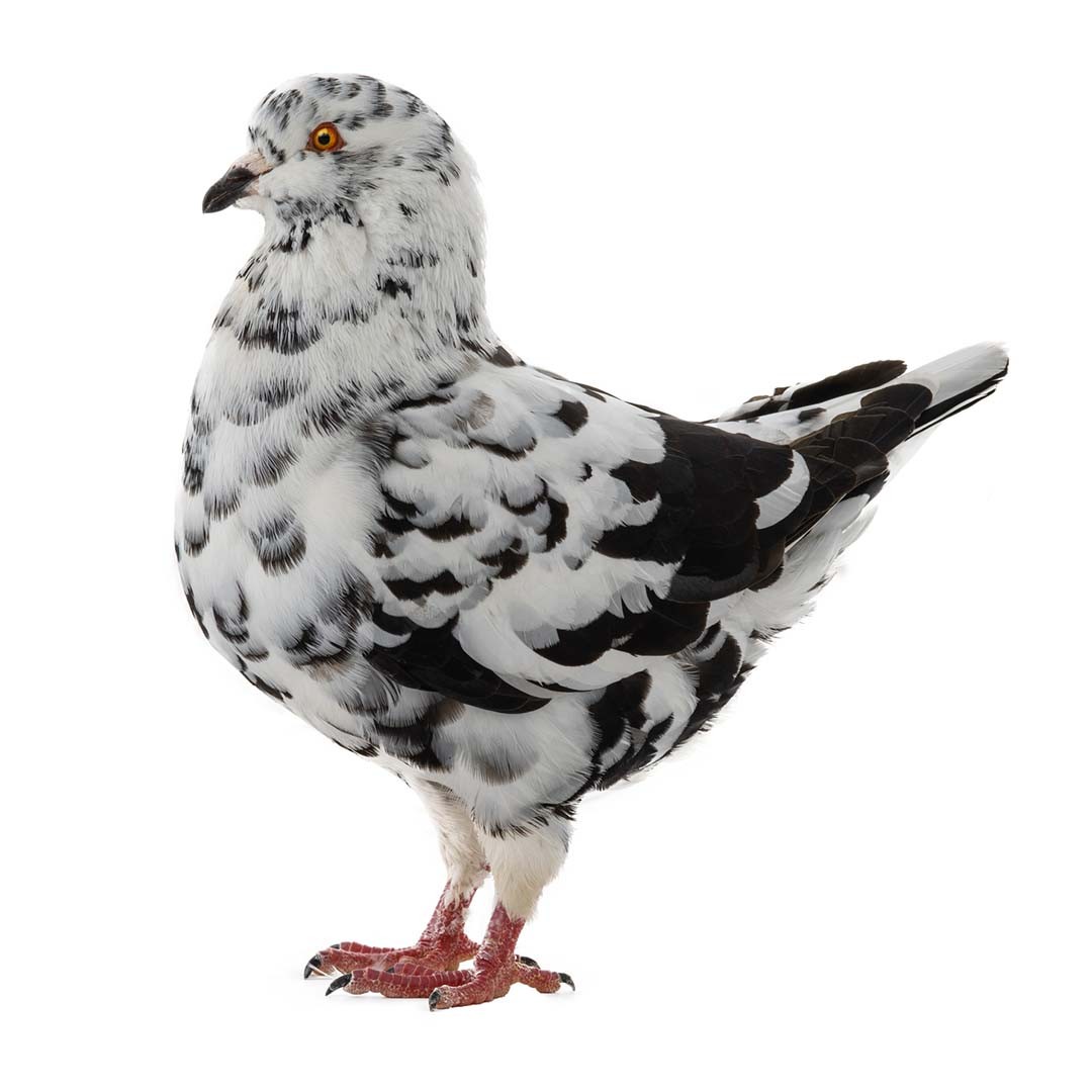 King pigeon (Columba livia domesticus 'King')