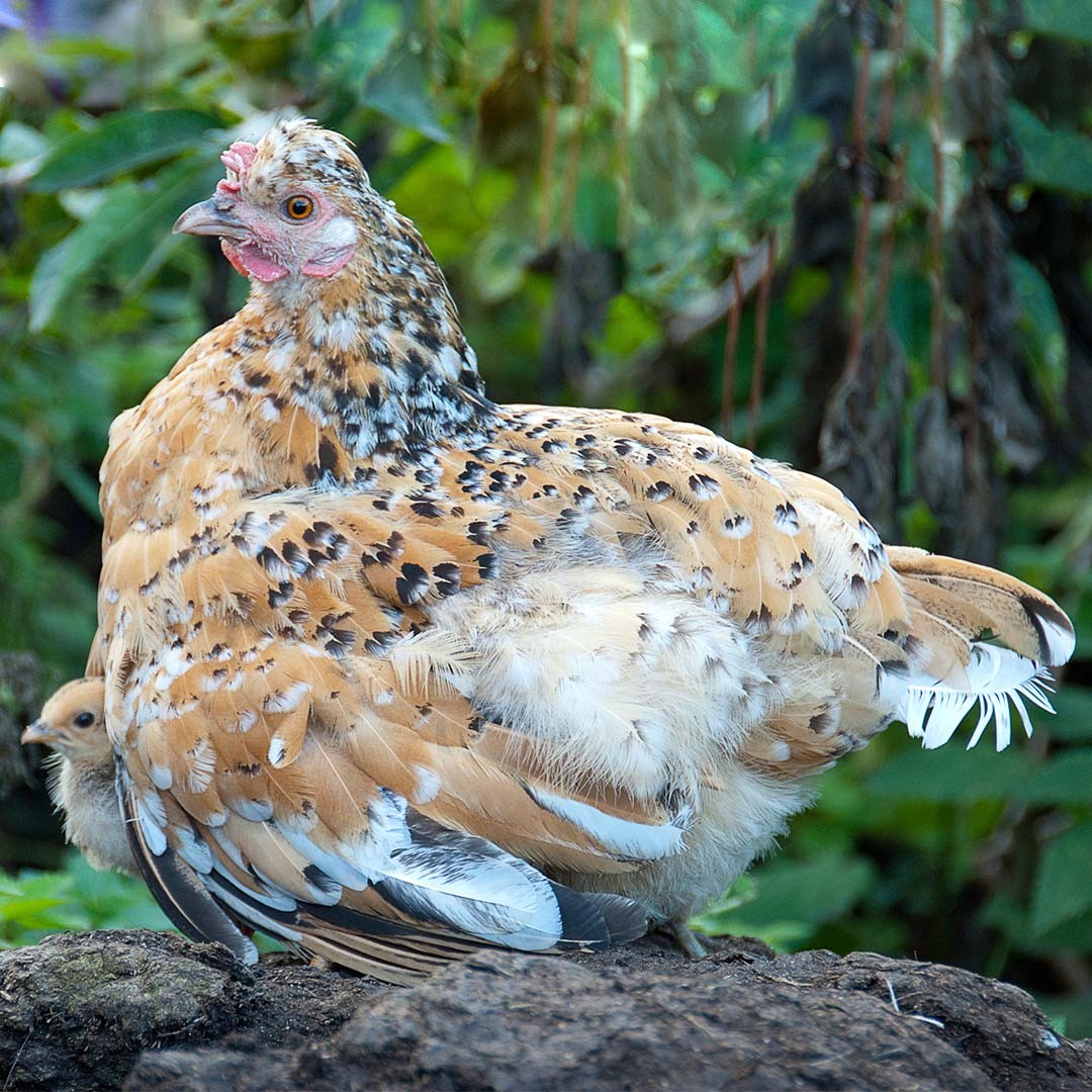 Pyncheon Chicken (Gallus gallus domesticus 'Pyncheon')