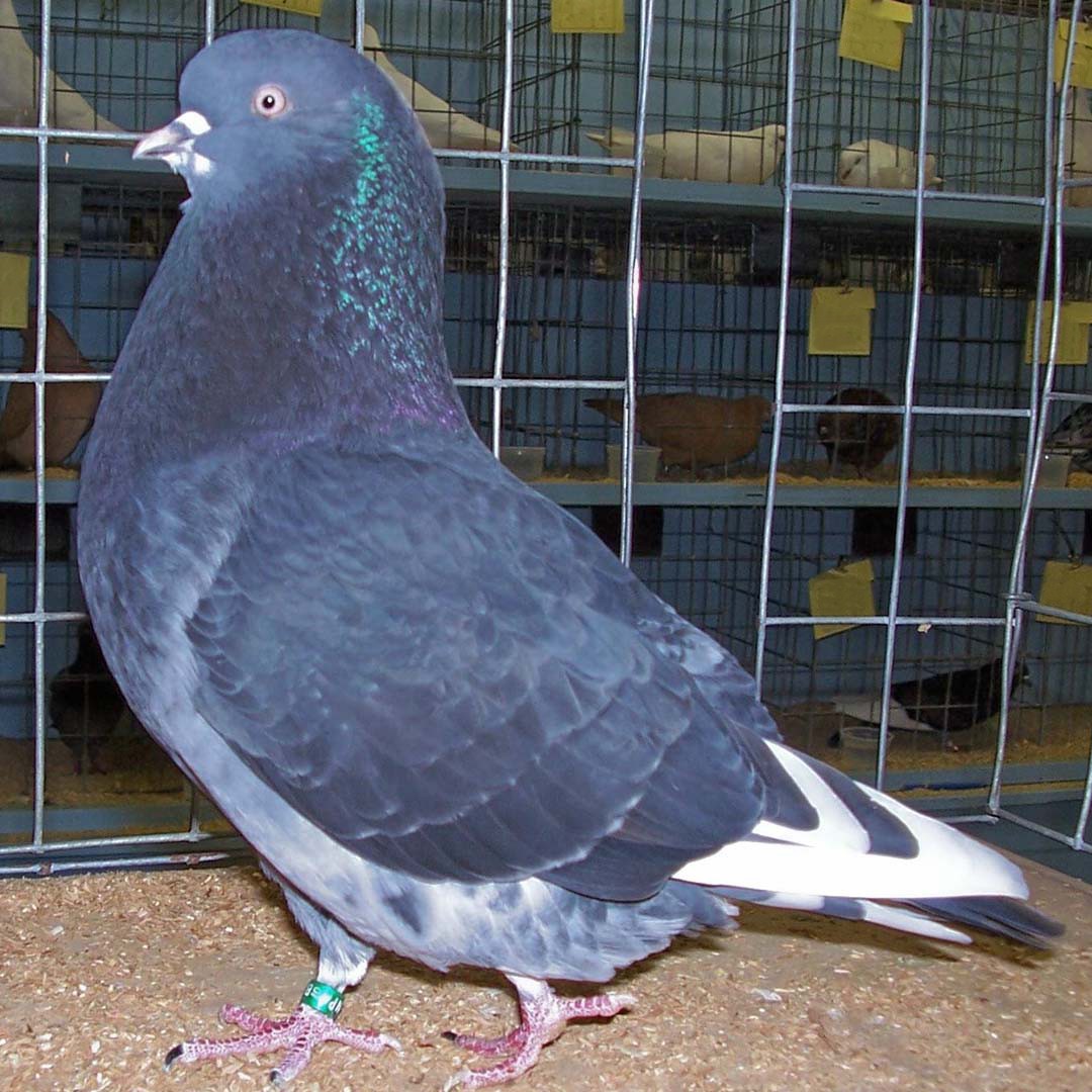 Birmingham Roller pigeon (Columba livia domesticus 'Birmingham Roller')