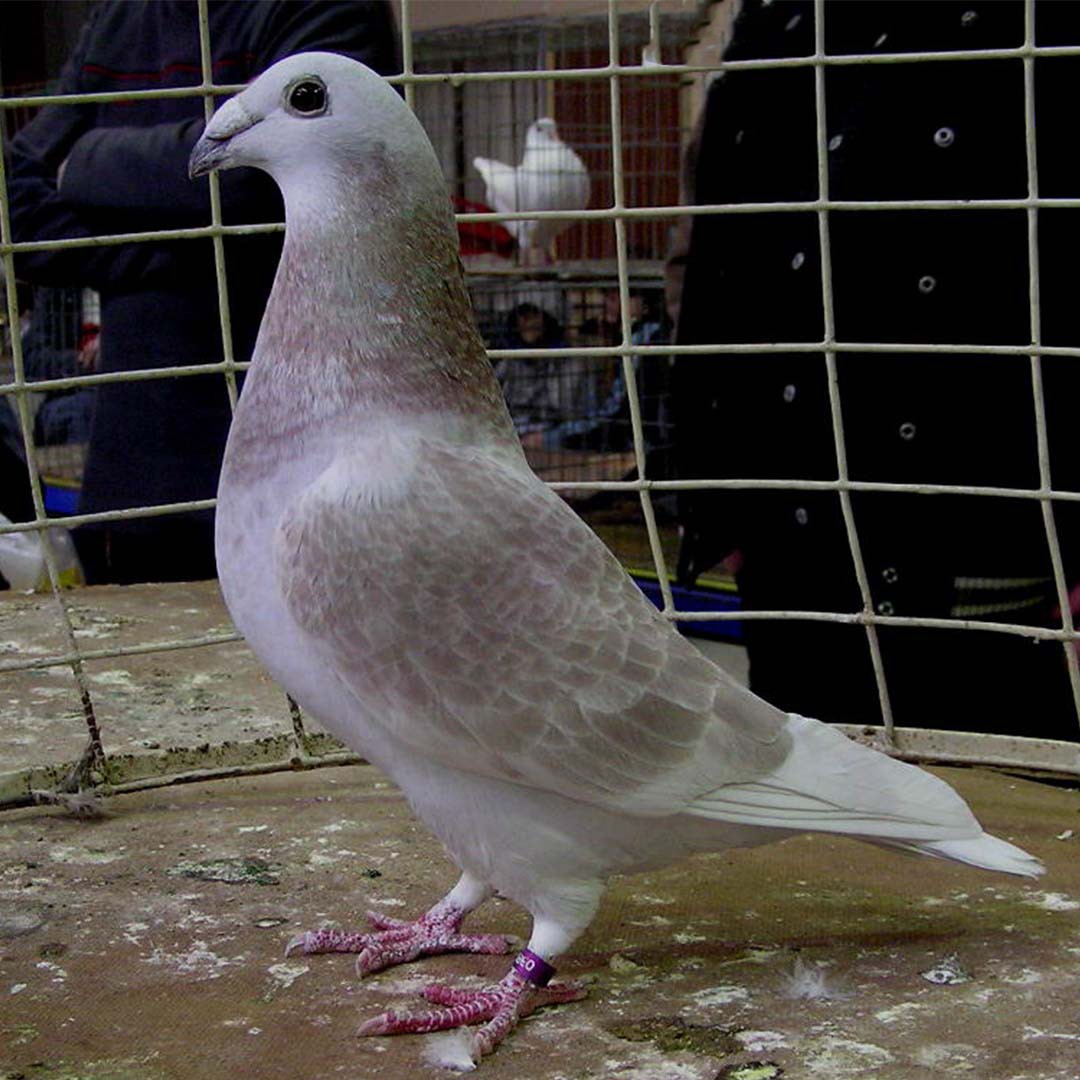 British Show Racer pigeon (Columba livia domesticus 'British Show Racer')
