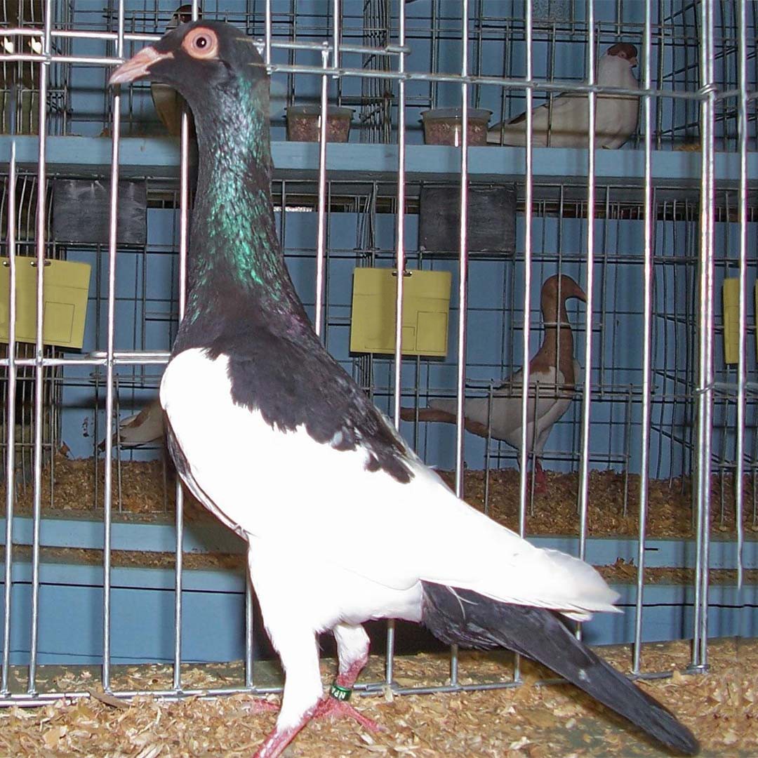 English Magpie pigeon (Columba livia domesticus 'English Magpie')