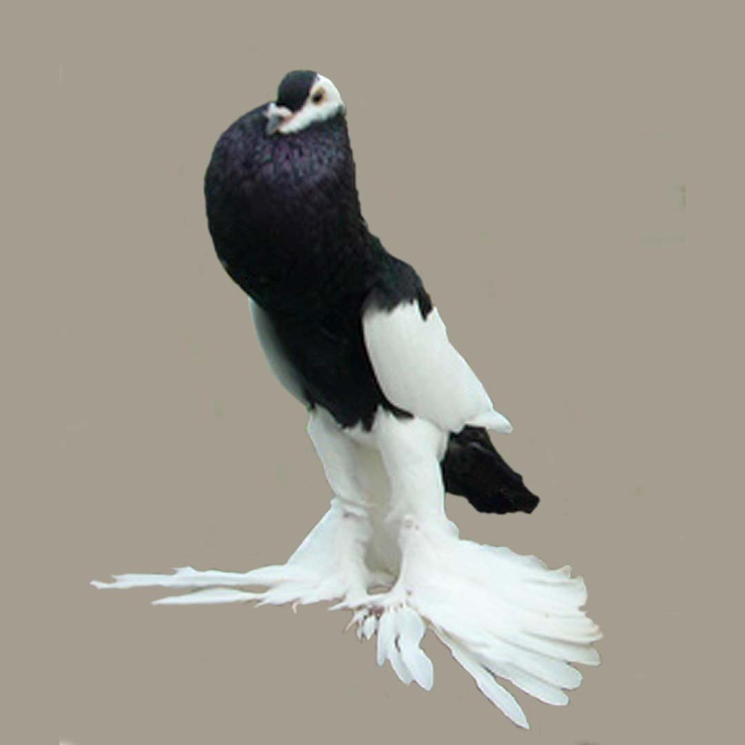 Reverse-wing Pouter pigeon (Columba livia domesticus 'Reverse-wing Pouter')