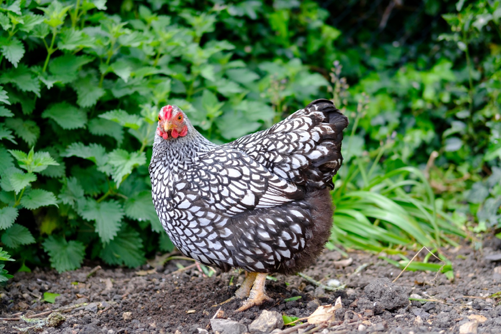 Wyandotte Chicken (Gallus gallus domesticus 'Wyandotte')