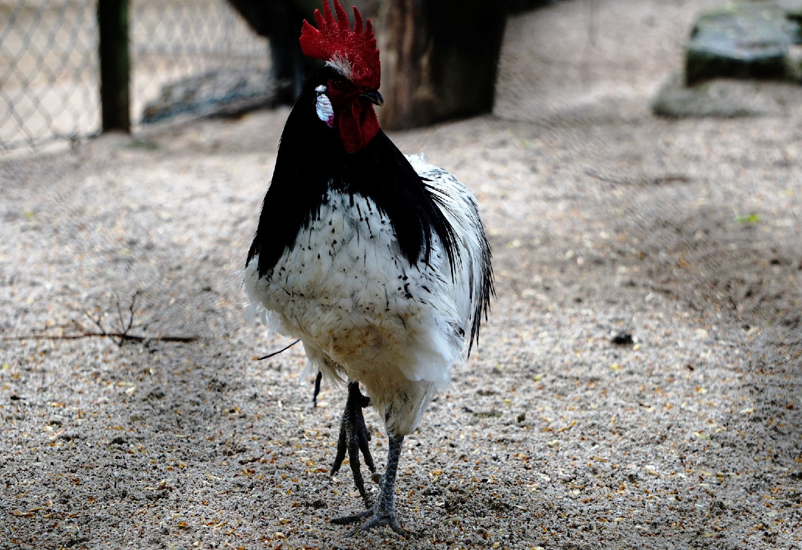 Lakenvelder Chicken (Gallus gallus domesticus 'Lakenvelder')