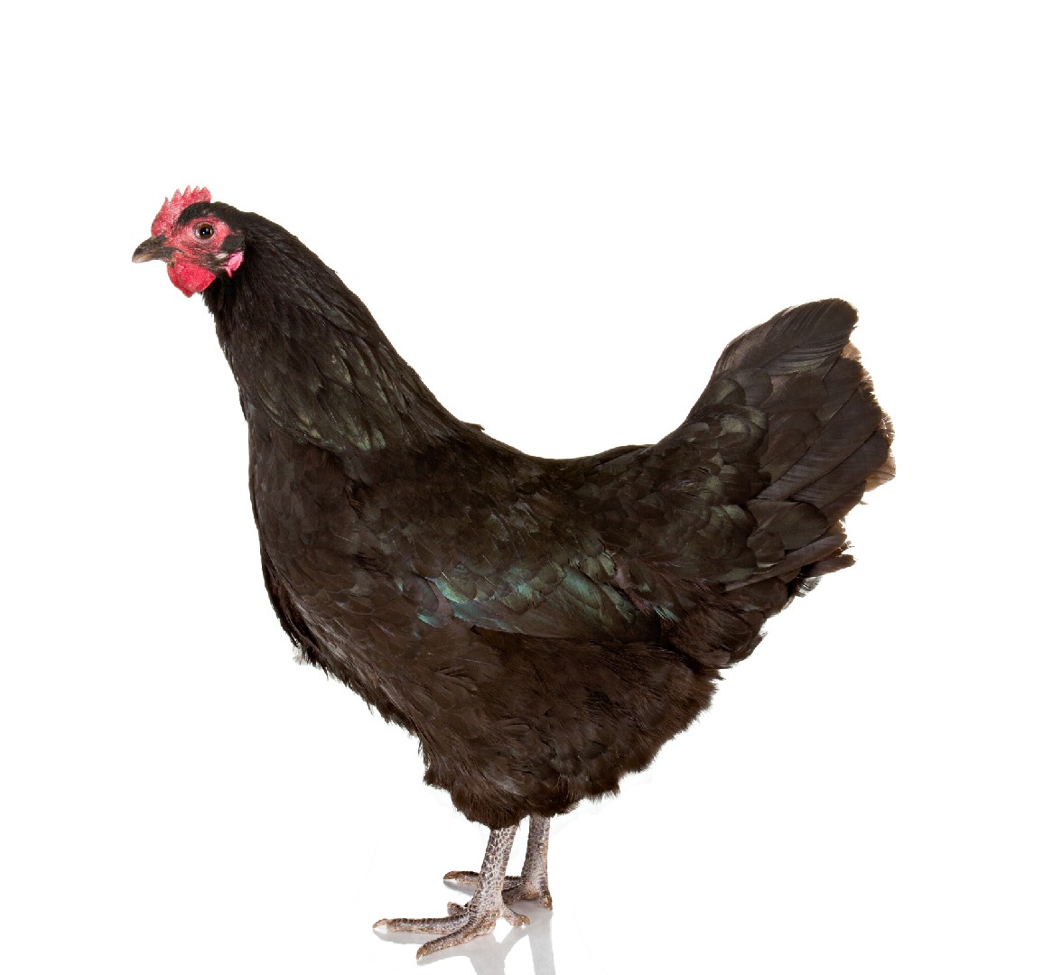 Australorp Chicken (Gallus gallus domesticus 'Australorp')