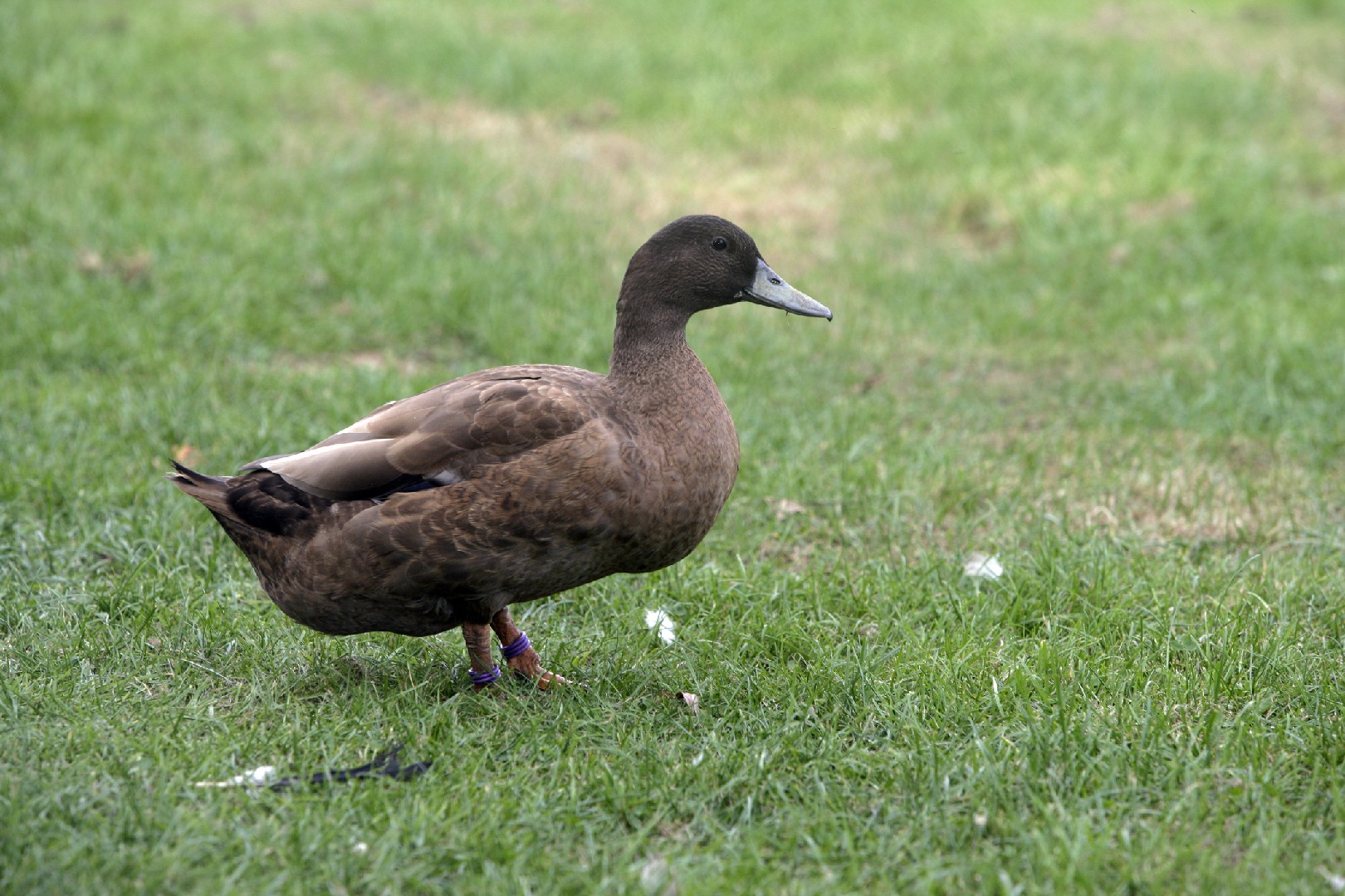 Anas platyrhynchos domesticus 'Khaki Campbell' (Anas platyrhynchos domesticus 'Khaki Campbell')