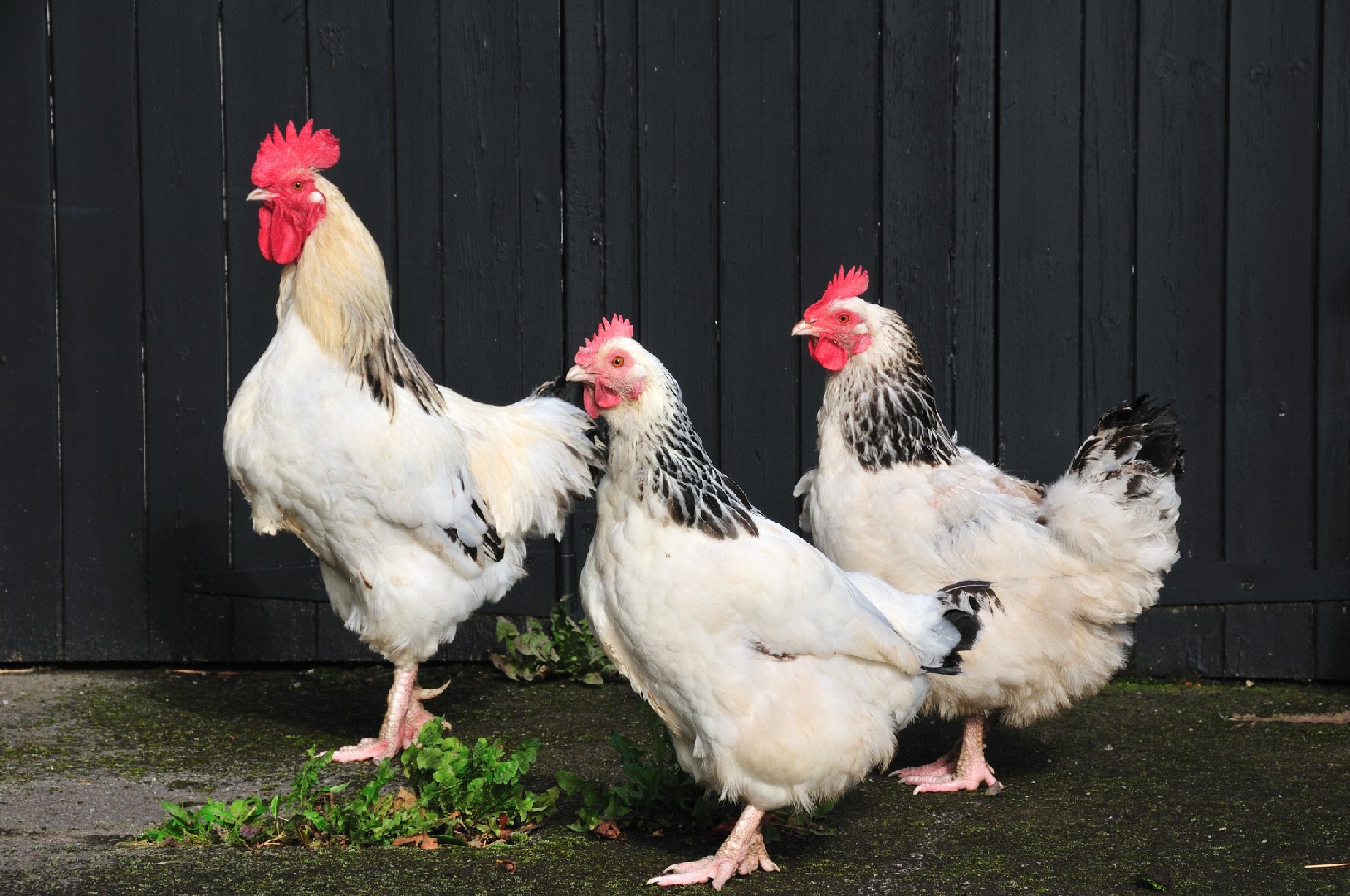 Sussex Chicken (Gallus gallus domesticus 'Sussex')