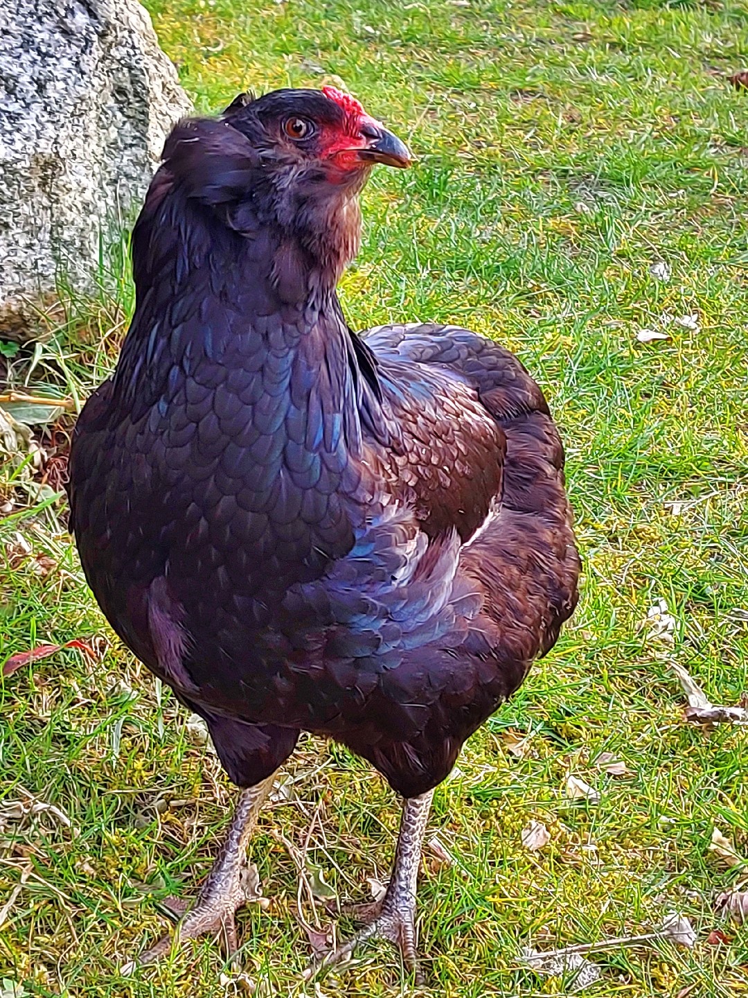 Gallus gallus domesticus 'Araucana' (Gallus gallus domesticus 'Araucana')