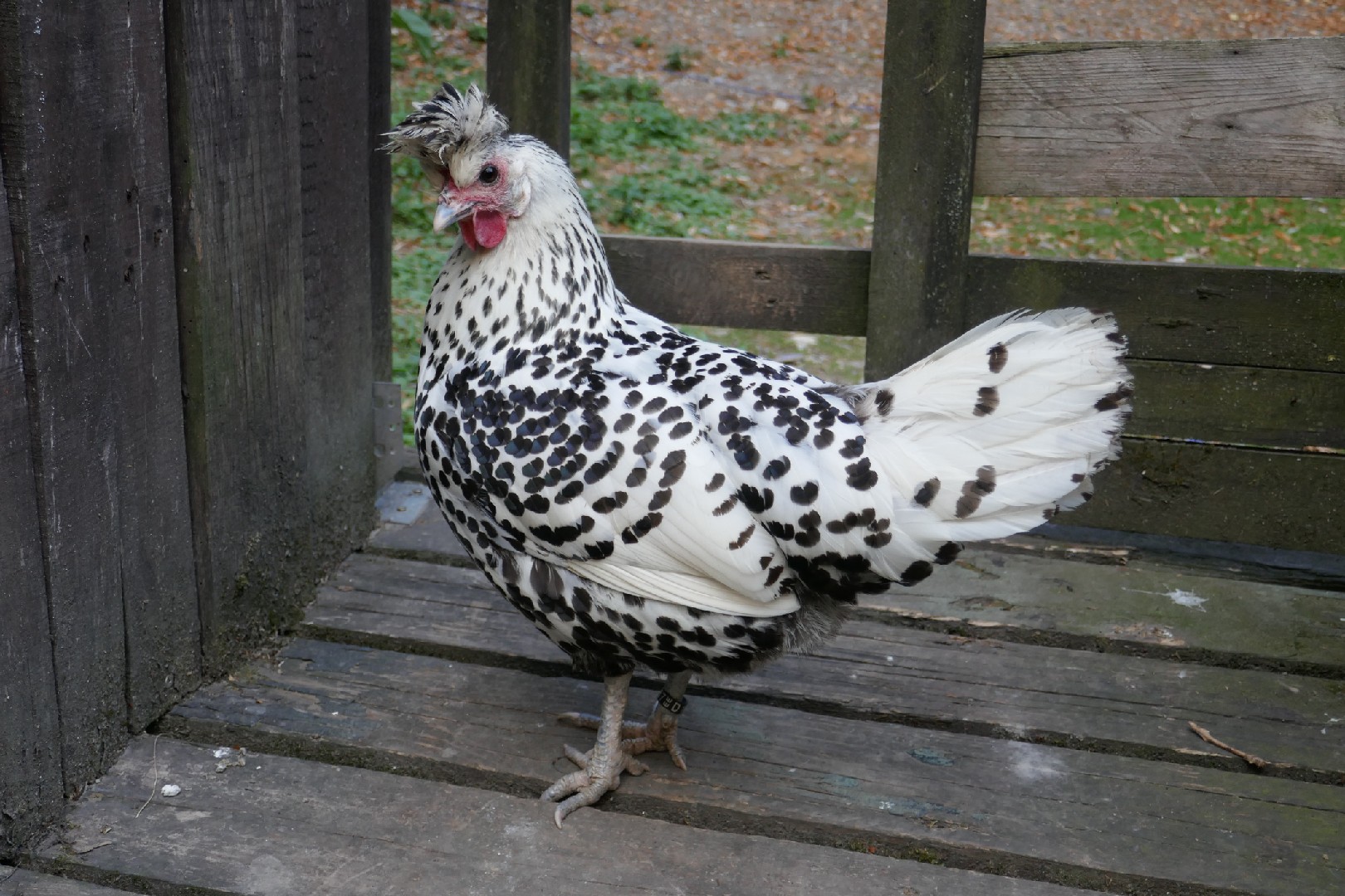 Gallus gallus domesticus 'Appenzeller Spitzhauben' (Gallus gallus domesticus 'Appenzeller Spitzhauben')