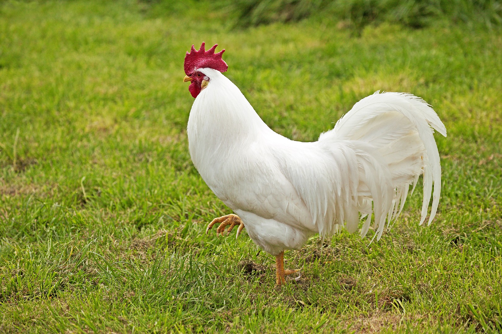 Leghorn Chicken (Gallus gallus domesticus 'Leghorn') - Picture Nature