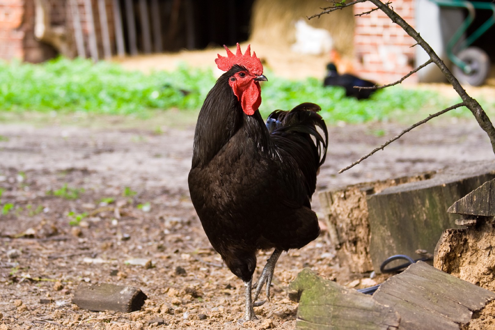 Jersey Giant Chicken (Gallus gallus domesticus 'Jersey Giant')