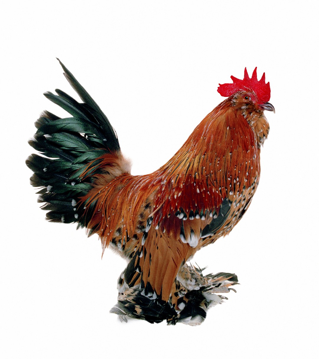Gallus gallus domesticus 'Bearded d'Uccle' (Gallus gallus domesticus 'Bearded d'Uccle')