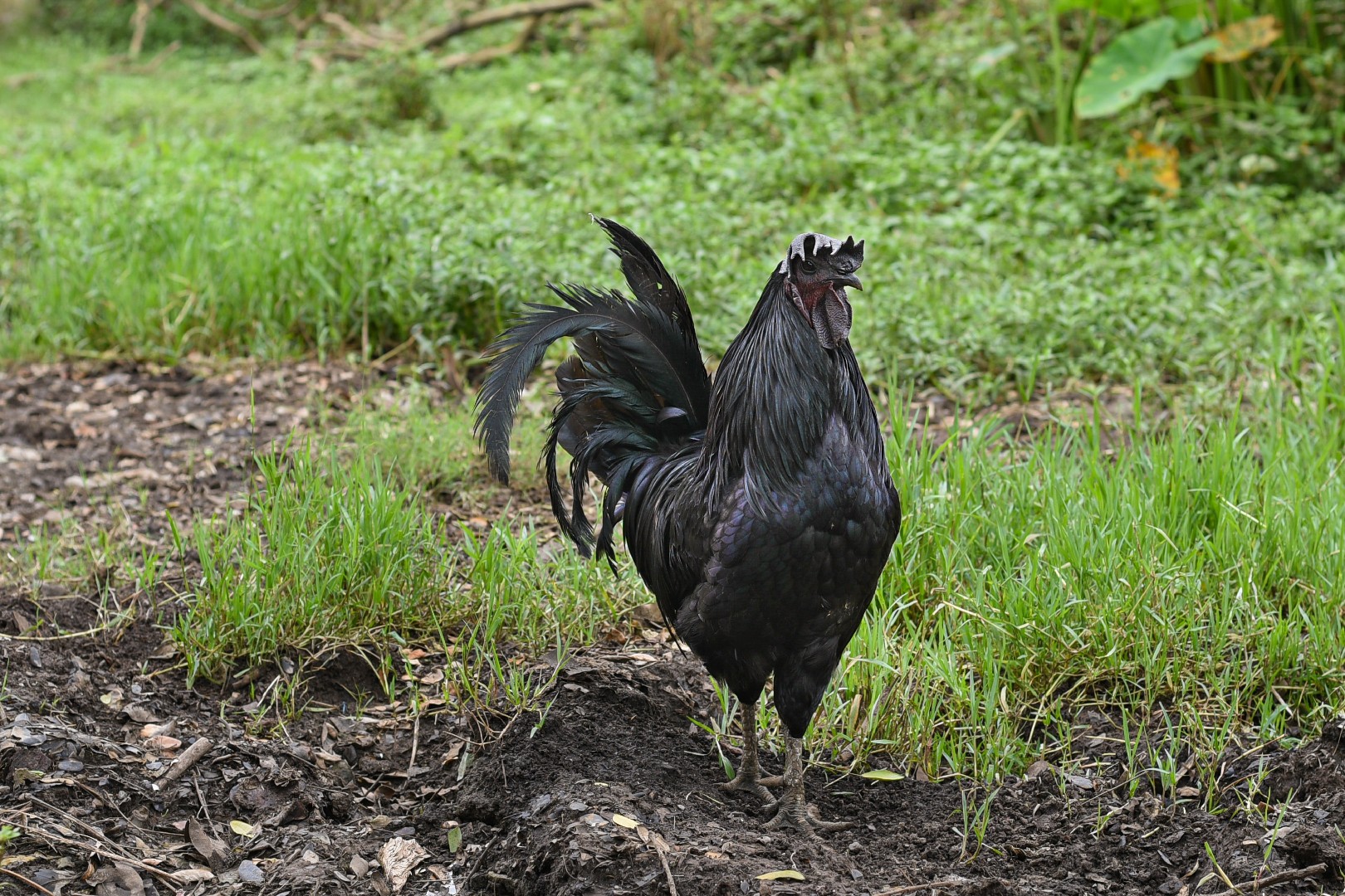 kadanath Chicken (Gallus gallus domesticus 'kadanath')