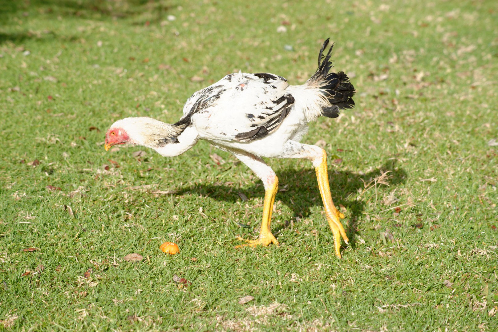 Shamo Chicken (Gallus gallus domesticus 'Shamo')