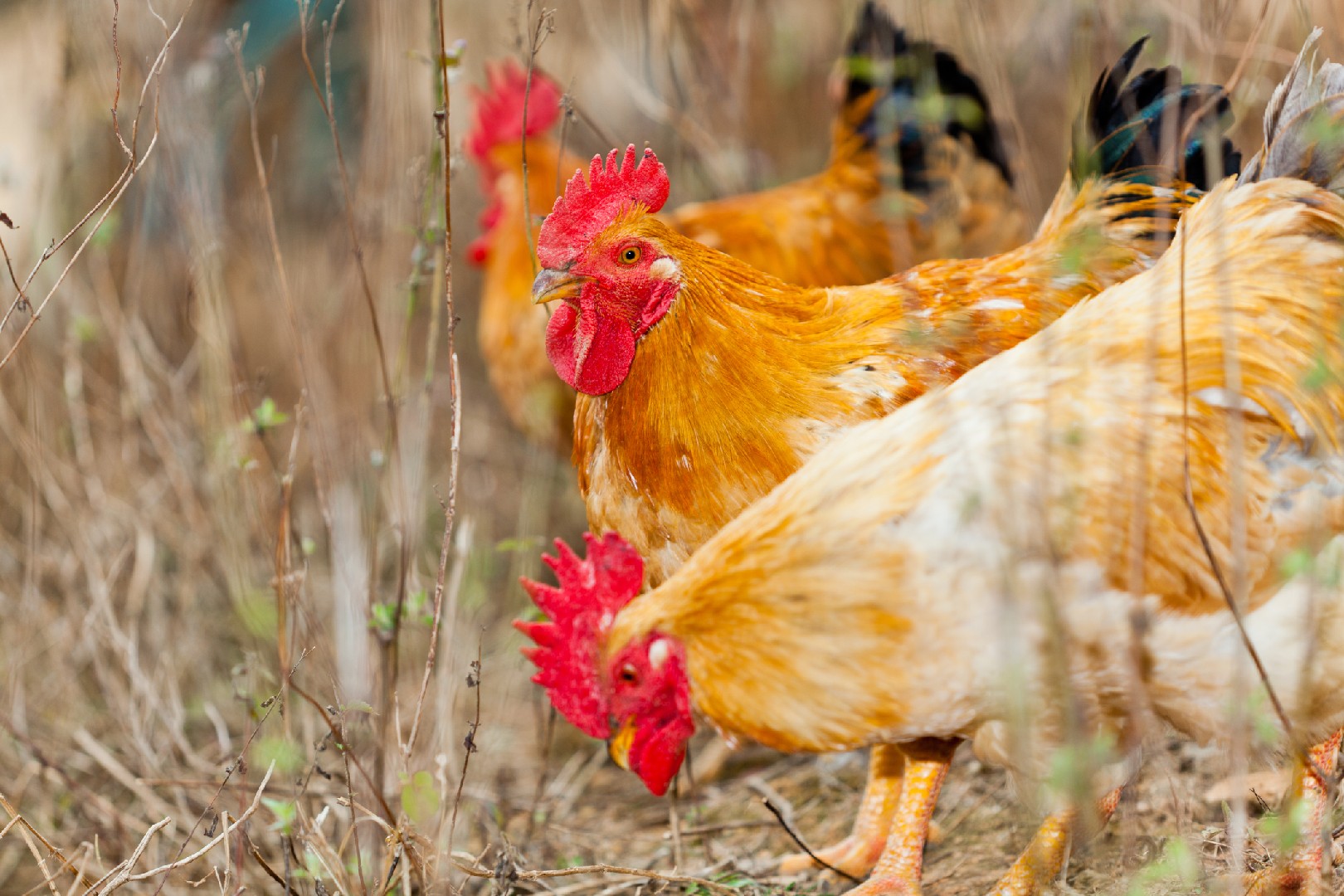 Bionda Piemontese Chicken (Gallus gallus domesticus 'Bionda Piemontese')