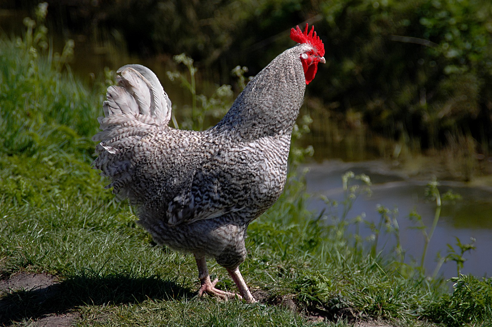 Gallus gallus domesticus 'Holland' (Gallus gallus domesticus 'Holland')