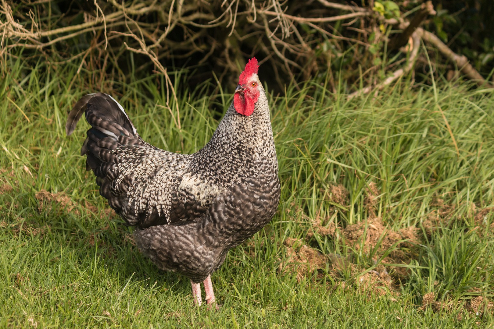 Scots Grey Chicken (Gallus gallus domesticus 'Scots Grey')