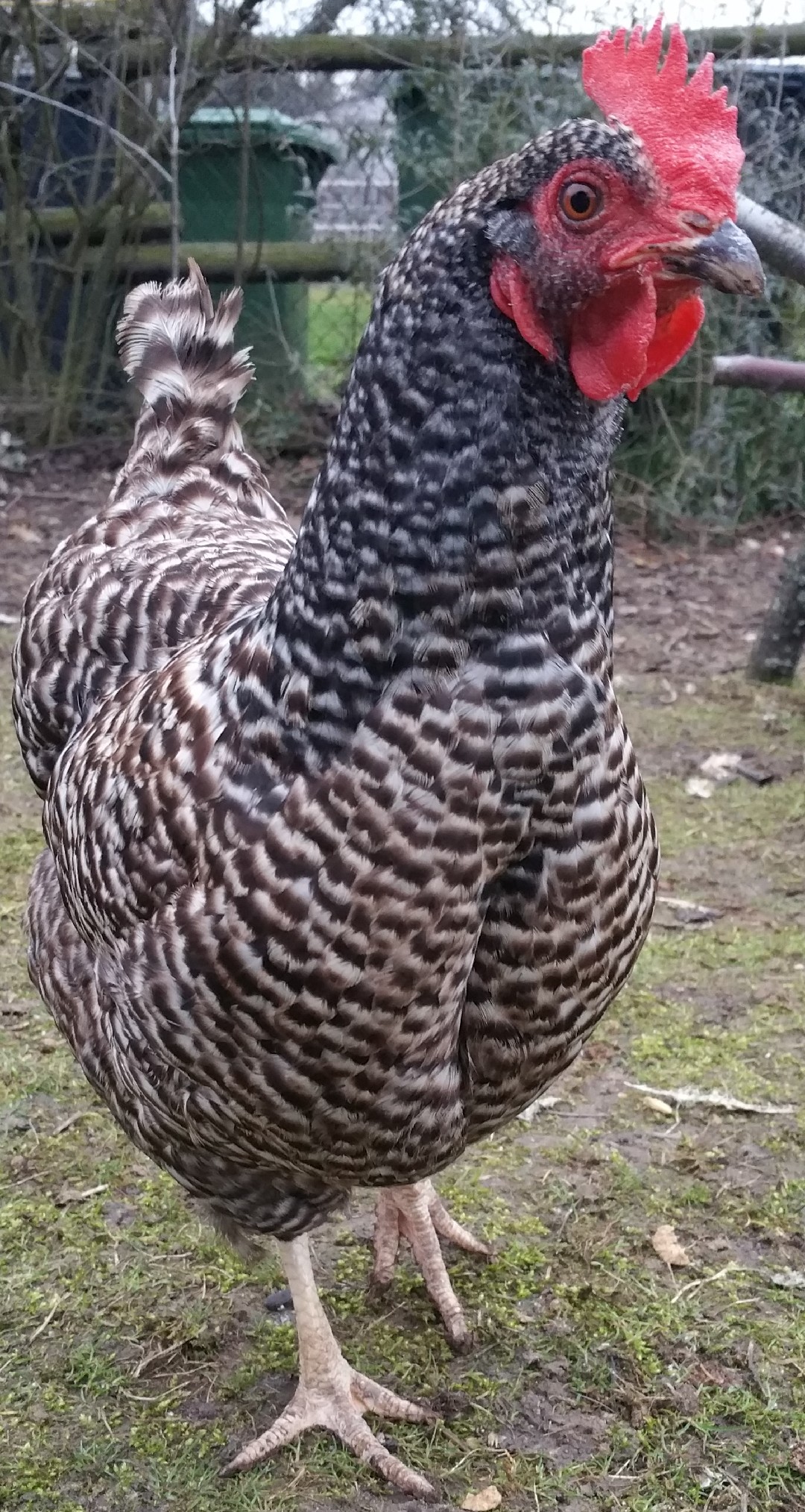 Niederrheiner (Gallus gallus domesticus 'Niederrheiner')