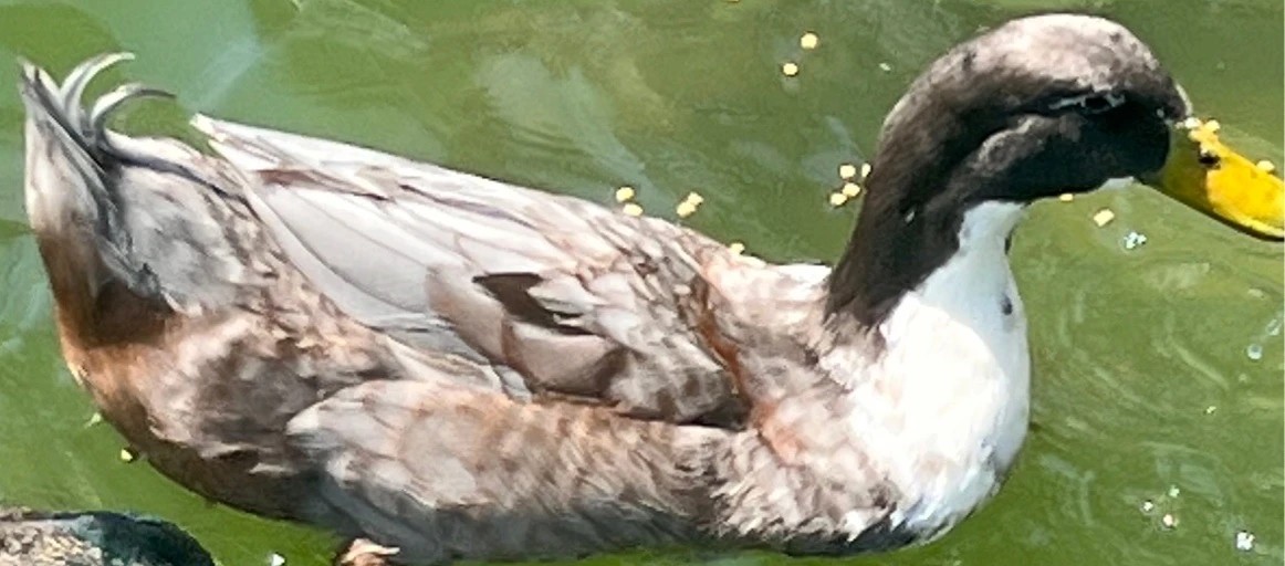 Swedish Blue Duck (Anas platyrhynchos domesticus 'Swedish Blue')