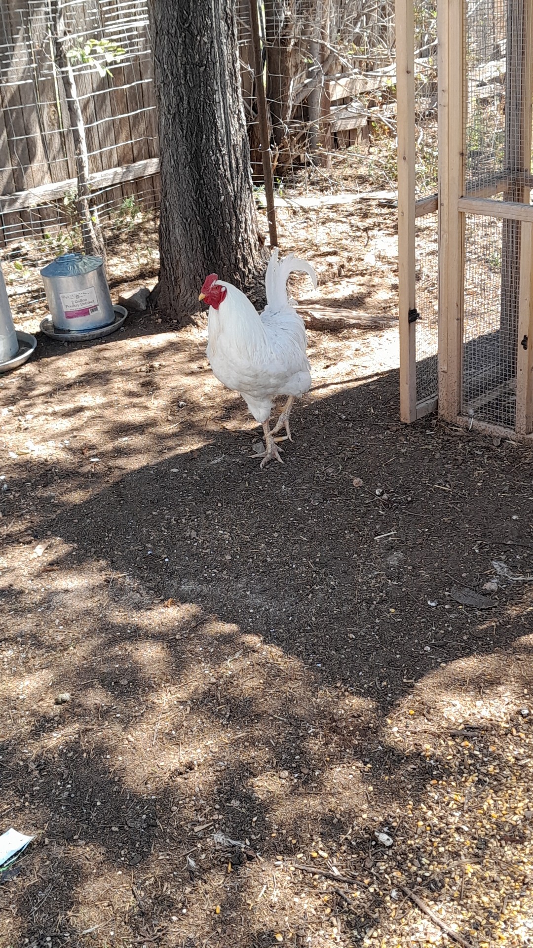 Gallus gallus domesticus 'Chantecler' (Gallus gallus domesticus 'Chantecler')