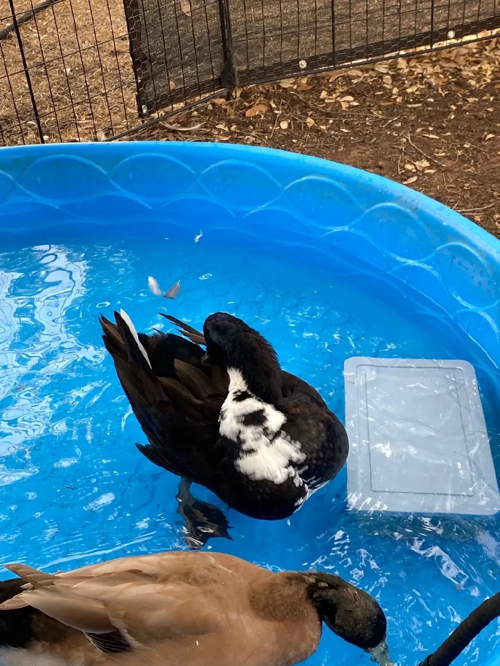 Blue Swedish Duck (Anas platyrhynchos domesticus 'Blue Swedish')