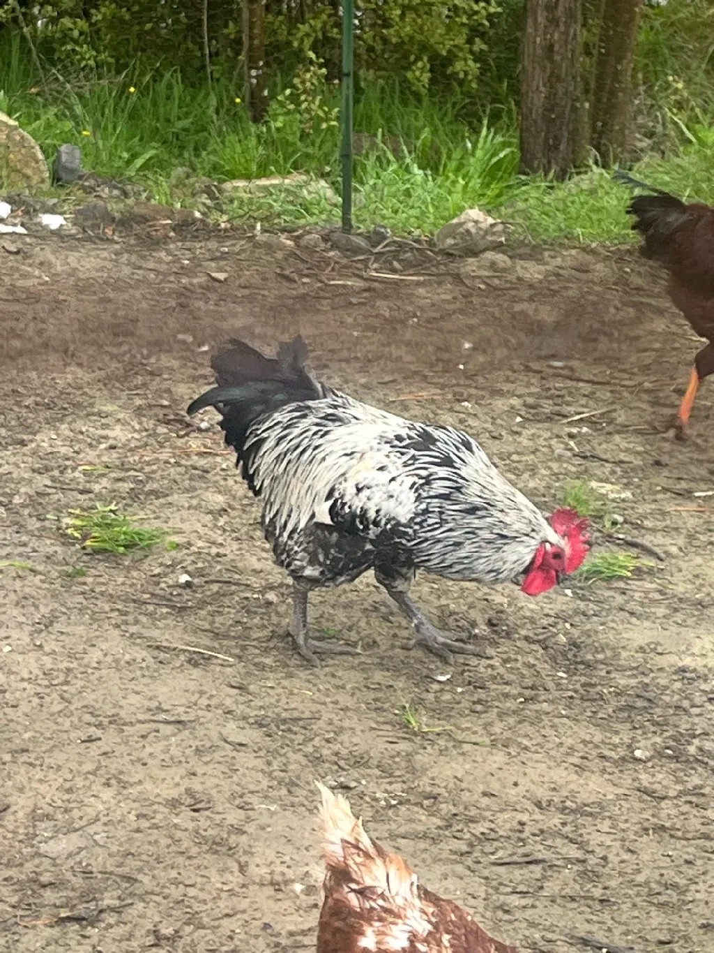 Iowa Blue Chicken (Gallus gallus domesticus 'Iowa Blue')